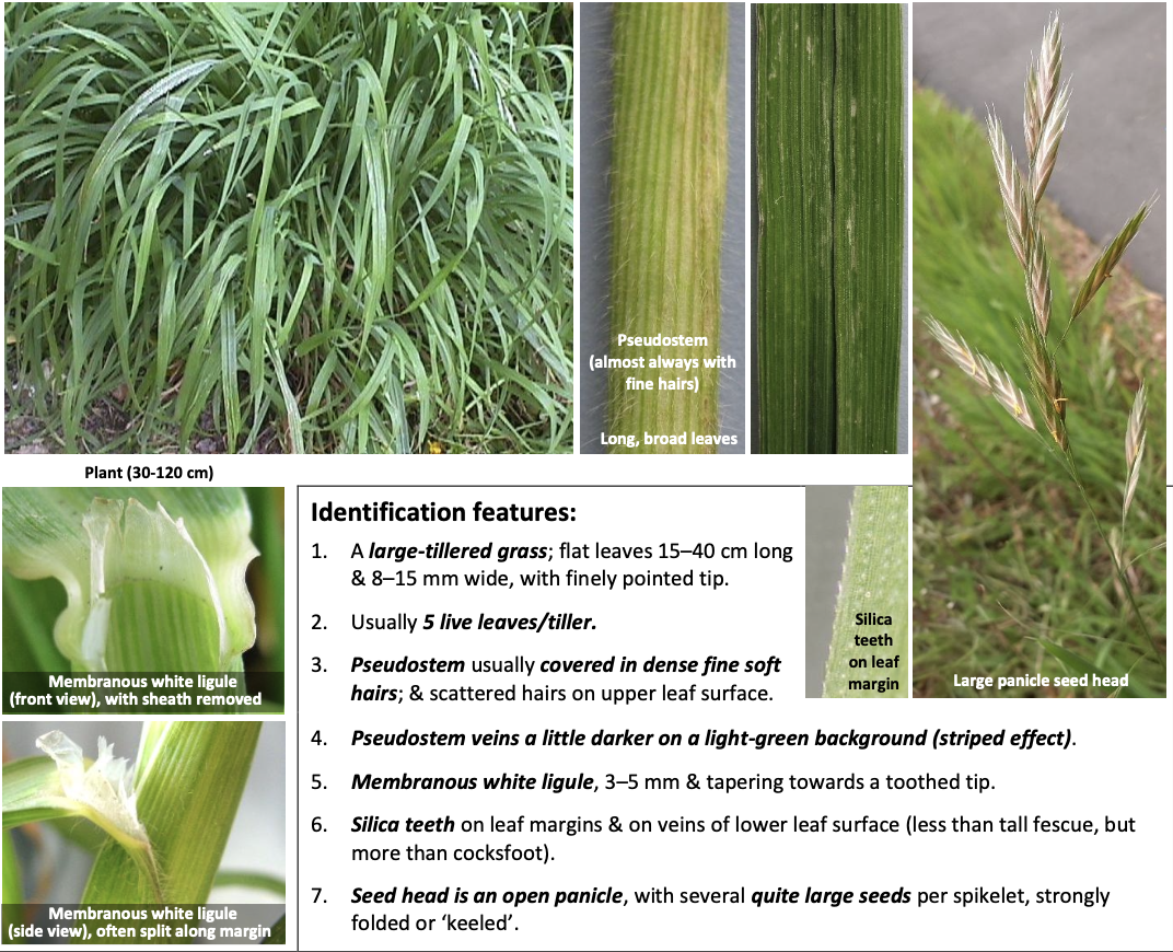 <p><strong>Plant family:</strong> Poaceae<br><strong>Life cycle:</strong> Short‑lived perennial<br><strong>Key persistence/spread:</strong> Large seeds; self‑seeding<br><strong>Farming systems:</strong> Dryland sheep and beef finishing</p><p><strong>How to identify</strong></p><p>Has very broad, soft leaves compared to ryegrass and a generally lush appearance. The pseudostem and leaf sheaths are often covered in fine soft hairs, which is a critical feature.</p><p>Leaves are flat, wide, and can be up to several centimetres across. The ligule is white, membranous, and jagged at the tip.</p><p>The seed head is a large, open panicle with big seeds, and the seeds themselves are often eaten by stock.</p><p>Often confused with tall fescue or Italian ryegrass. The combination of hairiness, broadness, and large open panicle distinguishes it.</p>