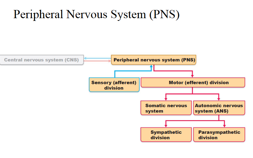 <p>PNS</p><ul><li><p>Sensory afferent division</p></li><li><p>Motor efferent  division</p><ul><li><p>Somatic nervous system</p></li><li><p>Autonomic nervous system (ANS)</p><ul><li><p>Sympathetic</p></li><li><p>Parasympathetic</p></li></ul></li></ul></li></ul><p></p>