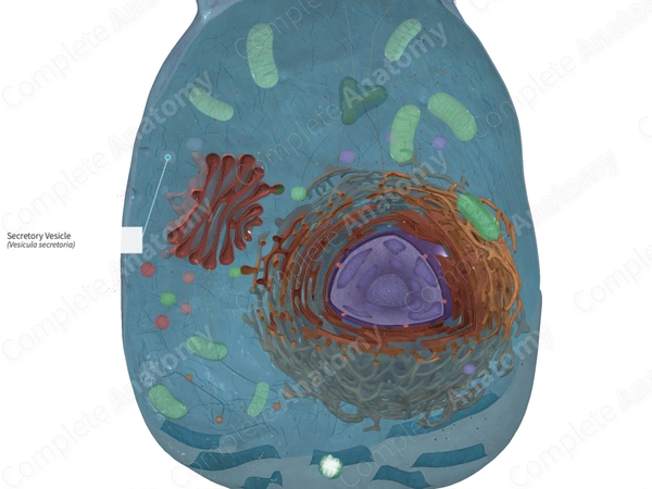 <p>an active transport process where a cell moves large molecules, proteins, or waste out through its cell membrane (e.g. neurotransmitters, hormones, and enzymes)</p>