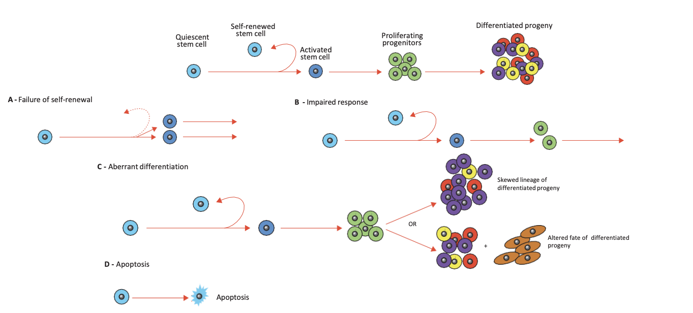 <ul><li><p>stem cells repair and replenish damaged tissues throughout life </p></li><li><p>these are adult stem cells in their various niches </p></li><li><p>function of stem cells <strong>declines</strong> <strong>with</strong> <strong>age</strong> - undergo age-related damage </p></li><li><p>stem cells <strong>lose</strong> <strong>ability</strong> <strong>to</strong> <strong>self</strong>-<strong>renew</strong> and <strong>lose</strong> <strong>differentiation</strong> <strong>ability</strong> </p></li><li><p>stem cell theory of ageing postulates that aging is NOT a matter of the increase in deterioration of tissues - but a <strong>failure</strong> to <strong>replenish</strong> <strong>tissues</strong> due to a <strong>decreased</strong> <strong>number</strong> and <strong>decreased</strong> <strong>function</strong> of resident <strong>stem</strong> <strong>cells</strong> </p></li><li><p>Ageing of stem cells <strong>mirror</strong> <strong>ageing</strong> <strong>of</strong> <strong>other</strong> <strong>tissues</strong> –inflammatory responses, stress responses, and substantial alterations in the regulation of chromatin structure</p></li></ul><p></p>