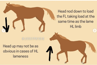 <p>head nod/bob: head will swing upward when the lame limb hits the floor, head drops back down when the sound thoracic limb hits the floor</p>