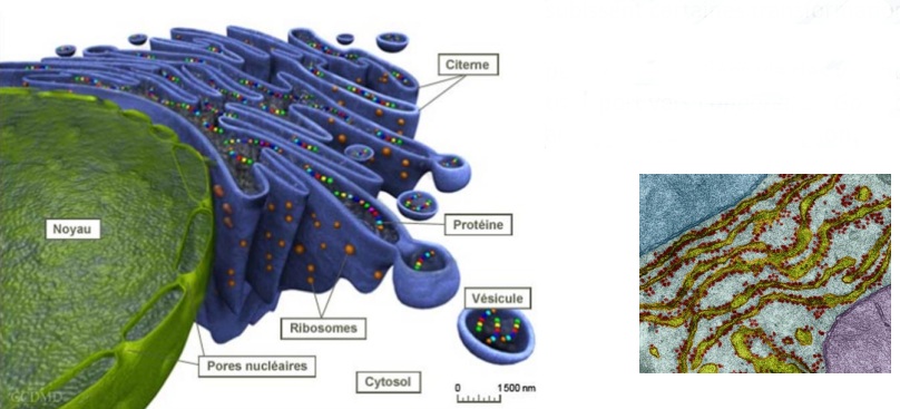 <p>Se distingue par la présence de ribosomes sur sa surface.</p><p>Les protéines assemblées par ce RE transitent dans les citernes où elles subissent certaines transformations puis sont expédiées via des vésicules de transport vers l’appareil de Golgi où elles achèvent leur transformation.</p><p>Déplacent des molécules à l'intérieur de la cellule.</p>