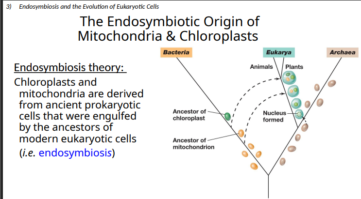 <p>engulfed by the ancestors of modern eukaryotic cells (i.e. endosymbiosis)</p>