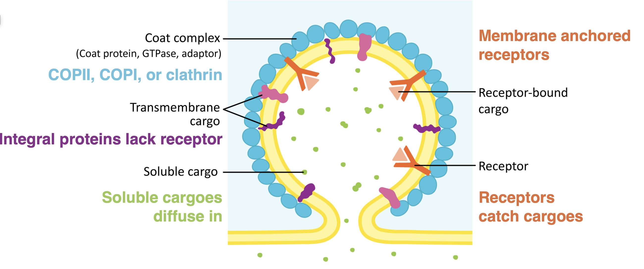 <ul><li><p>Coat complex are proteins that stabilizes the membrane curve forms on the cytosolic side</p></li><li><p>the curve is not favorable and has to have energy or supporting structure</p></li><li><p>adaptor protein is part of the coat complex- it acts as a bridge between the cargo receptor and the coat protein</p></li><li><p>Vesicle relies may be conducted by the coat protein, or by a a protein such as dynamic gtpase</p></li><li><p>when vesicle has budded off the coat is removed, the vesicle can be transported to the organelle</p></li><li><p>the coat protein determines the size and curve Clathrin and COP1 have very similarly sizes but COP11 is smaller</p></li></ul><p></p>