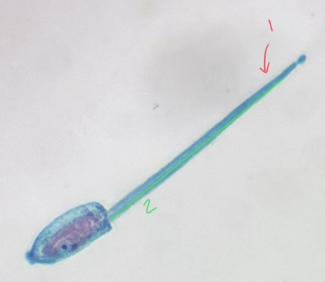 <p>Phylum<br>Subphylum</p>