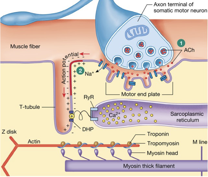 <ul><li><p>once the weight is overcome, the muscle can contract</p></li><li><p>this is an active state is finite, heavier weight = less time the muscle has to shorten</p></li><li><p>binding site = troponin and is blocked by tropomyosin</p></li><li><p>AP depolarizes cell → travels down T-tubules</p></li><li><p>Ca<sup>2+</sup> enters cell (via diffusion through channel, fast); binds to troponin → rolls and exposes binding site</p></li><li><p>Troponin pulls tropomyosin off of binding site</p></li><li><p>cross-bridges are formed and start the power-stroke cycle</p></li><li><p>Ca<sup>2+</sup> is pumped back into the SR → pump is slow</p></li></ul><p></p>