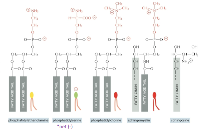 <p>phosphatidyl<u>ethanolamine</u>, phosphatidyl<u>serine</u> (net negative), phosphatidyl<u>choline</u>, sphingomyelin, sphingosine</p>