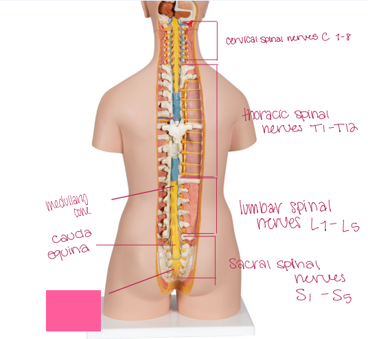 <p>What is being shown? </p>