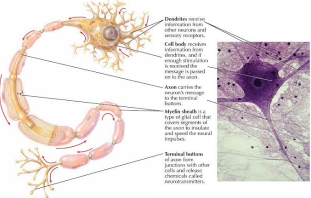 <p>dendrite: RECIEVE INFO (from neurons/receptors)</p><p>cell body: RECIEVE INFO FROM DENDRITE (passed to axon)</p><p>axon: CARRY MESSAGE to terminal buttons</p><p>myelin sheath: glial cell that covers segments of axons to INSULATE/SPEED the neural impulses</p><p>terminal buttons (of axon): FORM JUNCTIONS w/ other cells and RELEASE NEUROTRANSMITTERS</p>
