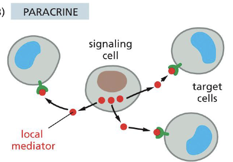 <p>Signaling cell --> secretes local mediator.</p>