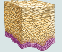 <p><strong>Description</strong>: A thick epithelium composed of several layers</p><ul><li><p>basal cells are cuboidal or columnar and are metabolically active. Active in mitosis and produce the cells of the more superficial layers</p></li><li><p>Surface cells are flattened (squamous): in the keratinized type the surface cells are full of keratin and dead </p></li></ul><p></p><p><strong>Function</strong>: Protects underlying tissues in areas subjected to abrasion</p><p><strong>Location</strong>: </p><p>Nonkeratinized type: forms the moist linings of the esophagus, mouth, and vagina</p><p>Keratiized: forms the epidermis of the skin, a dry epithelium</p>