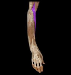 <p>Name this muscle</p>