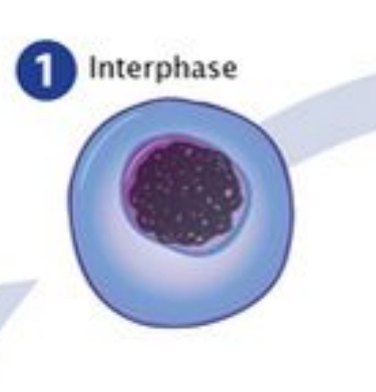 <p>Most of the cell’s life is spent in interphase, just doing normal cell jobs. </p>