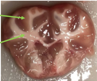 <p>Vit substans - Latin och beståndsdelar<br>Nedre pil</p>