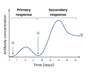 <p><strong>How does the secondary immune response produce antibodies more rapidly?</strong></p>