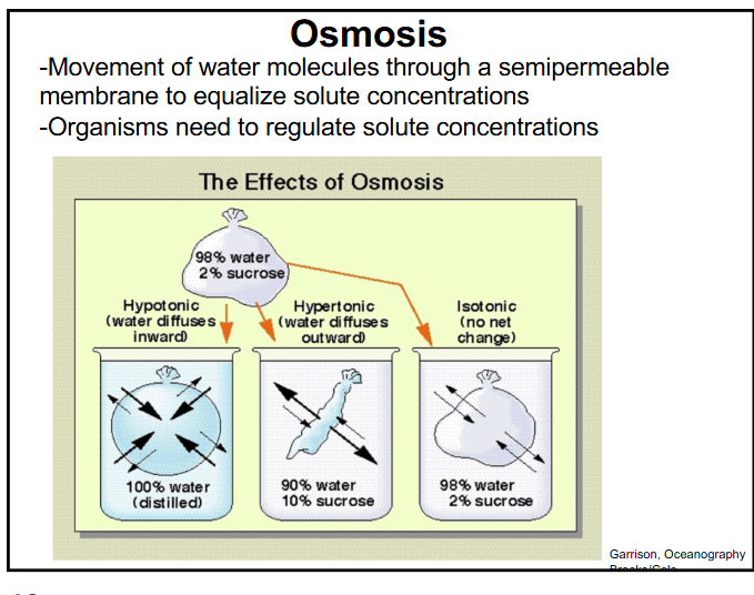 <p>salinity-diffusion → the equalization of concentrations of solutes within a fluid</p><p>osmosis → movement of water molecules through a semipermeable membrane to equalize solute concentrations; organisms need to regulate solute concentrations</p>