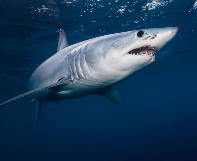 Shark