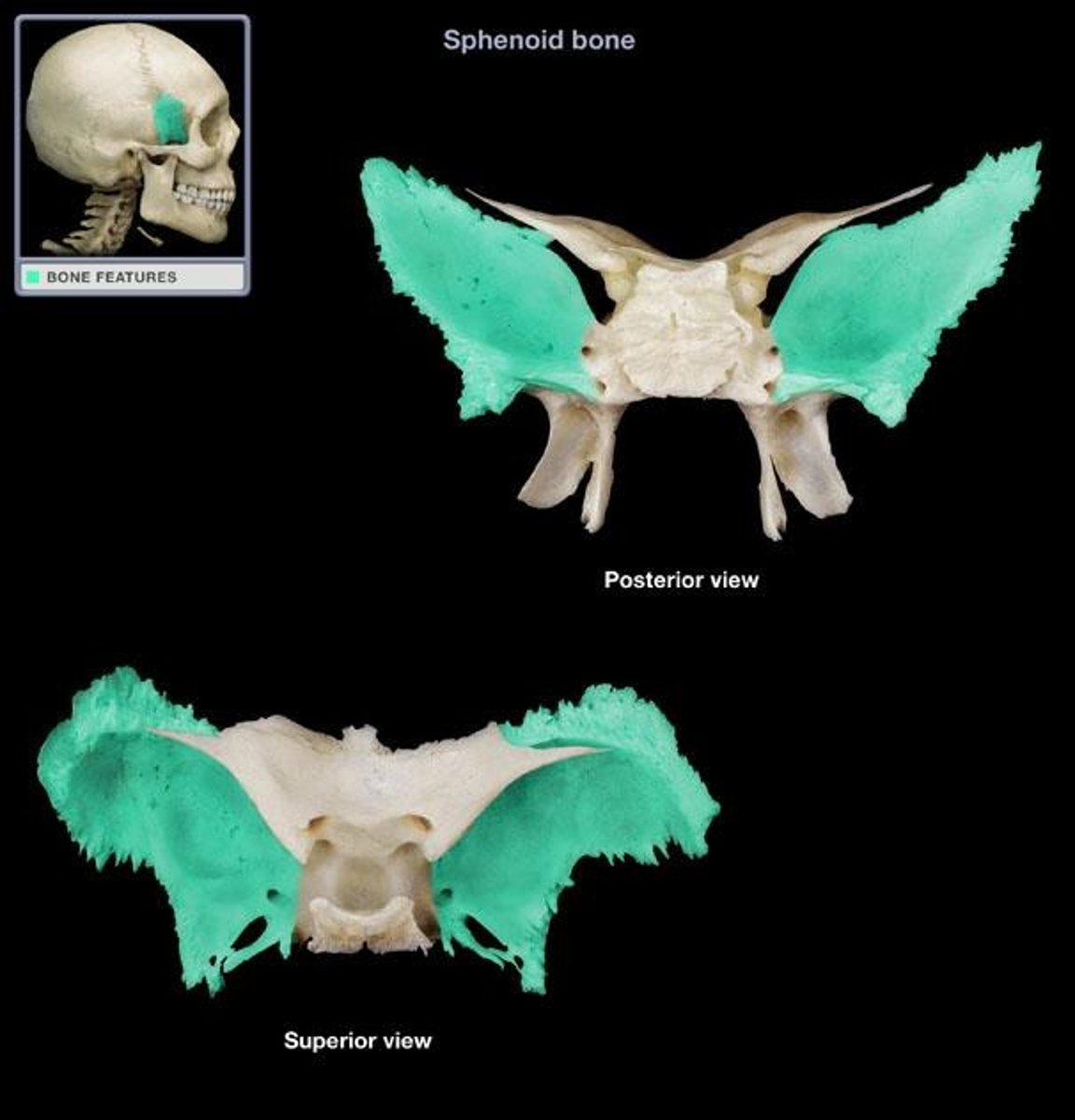 <p>What boney feature is this?</p>