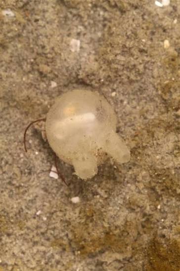 <p>What is the common name and scientific name of this organism </p>