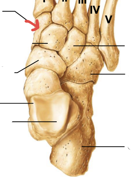 <p>what is this part of the foot?</p>