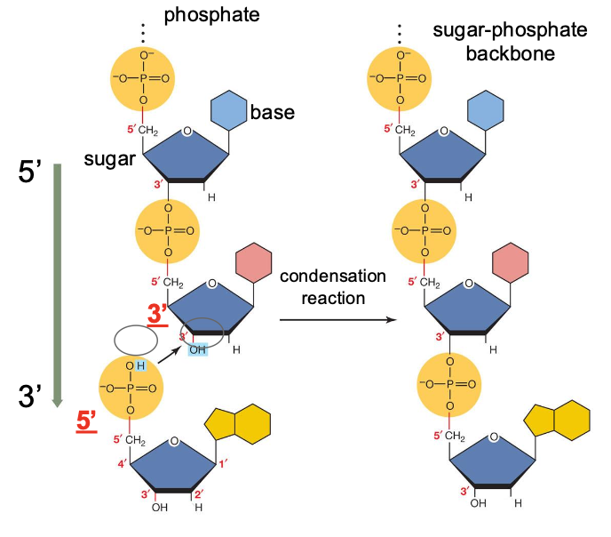 <p><strong>phosphodiester bonds to form nucleic acids</strong></p>