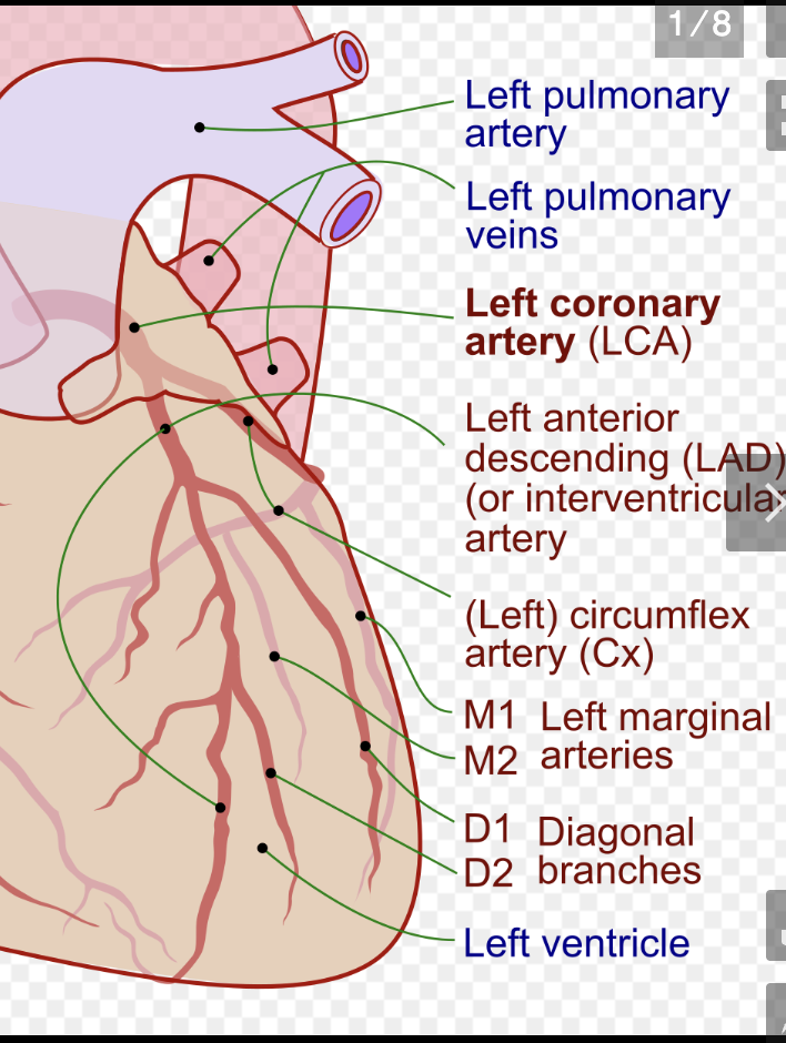 <p>left circumflex, anterior interventricular (aka. left anterior descending) artery, circumflex, left marginal</p>