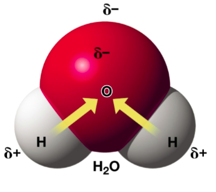 <ul><li><p>NON - electrons shared equally </p></li><li><p>POLAR - electrons not shared equally + one atom is more electronegative → causes a partial positive or negative charge for each atom or molecule </p><ul><li><p>EX: H20</p></li></ul></li></ul><p></p>