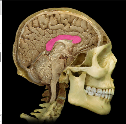 <p>This is? Function?</p>