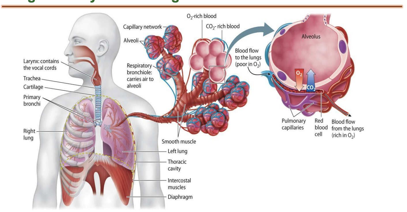 <ul><li><p><span style="background-color: inherit; line-height: 19.55px; color: windowtext;">Point of bifurcation is sensitive (sensory receptors that can initiate cough reflex)</span><span style="line-height: 19.55px; color: windowtext;">&nbsp;</span></p></li><li><p class="Paragraph SCXO25194214 BCX0" style="text-align: left;"><span style="background-color: inherit; line-height: 19.55px; color: windowtext;">Lined by pseudo stratified columnar ciliated epithelial cells</span><span style="line-height: 19.55px; color: windowtext;">&nbsp;</span></p><ul><li><p class="Paragraph SCXO25194214 BCX0" style="text-align: left;"><span style="background-color: inherit; line-height: 19.55px; color: windowtext;">Cilia pushes back any matter or pathogen trapped in air -> push towards esophagus to be digested and cleared out</span><span style="line-height: 19.55px; color: windowtext;">&nbsp;</span></p></li><li><p class="Paragraph SCXO25194214 BCX0" style="text-align: left;"><span style="background-color: inherit; line-height: 19.55px; color: windowtext;">Smoking makes cilia dysfunctional&nbsp;</span></p></li></ul></li></ul><p></p>