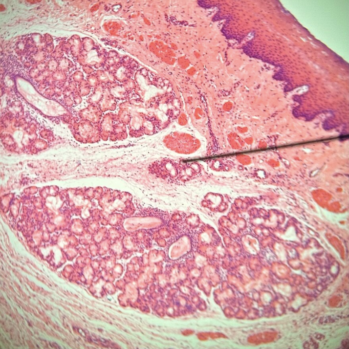 <p>Which segment of the digestive tract is this?</p>