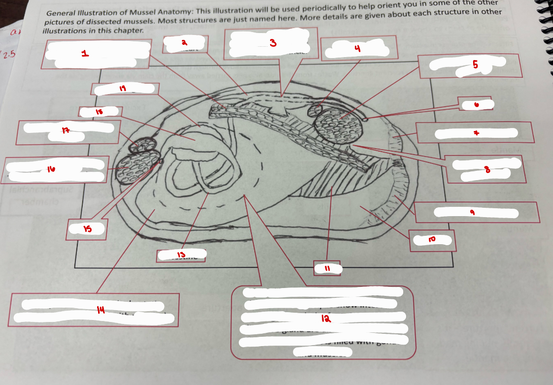 <p>Mussel Anatomy</p>