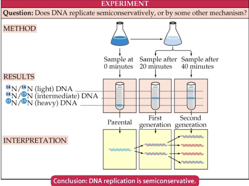 <ul><li><p>labeled DNA by growing bacteria with a heavier isotope of nitrogen (<sup>15</sup>N) → measured weight with centrifuge</p></li><li><p><span>After one duplication in the presence of normal nitrogen the duplicated DNA was ½ as heavy</span></p></li><li><p><span>After 2 duplications half the DNA was ½ as heavy and ½ the DNA was normal (light) weight.</span></p></li></ul><p><span style="color: rgb(249, 249, 249);">Only semiconservative replication would produce this result</span></p>