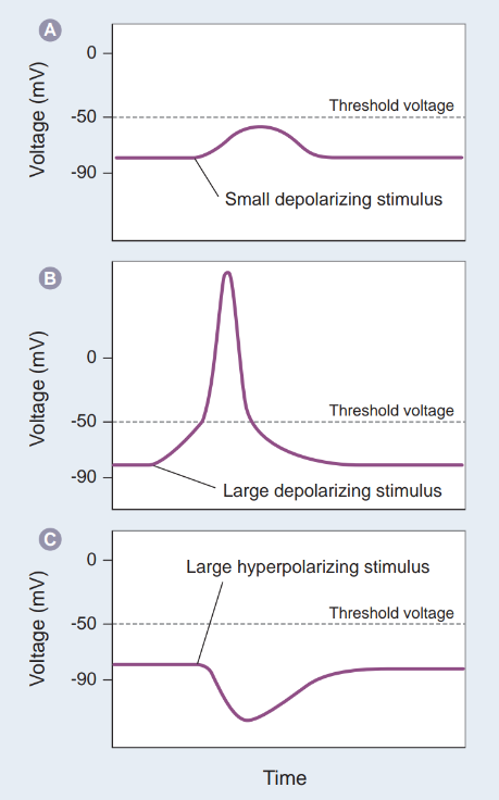 <p>Explain an action potential using the voltage vs. time curve.<span> </span></p>