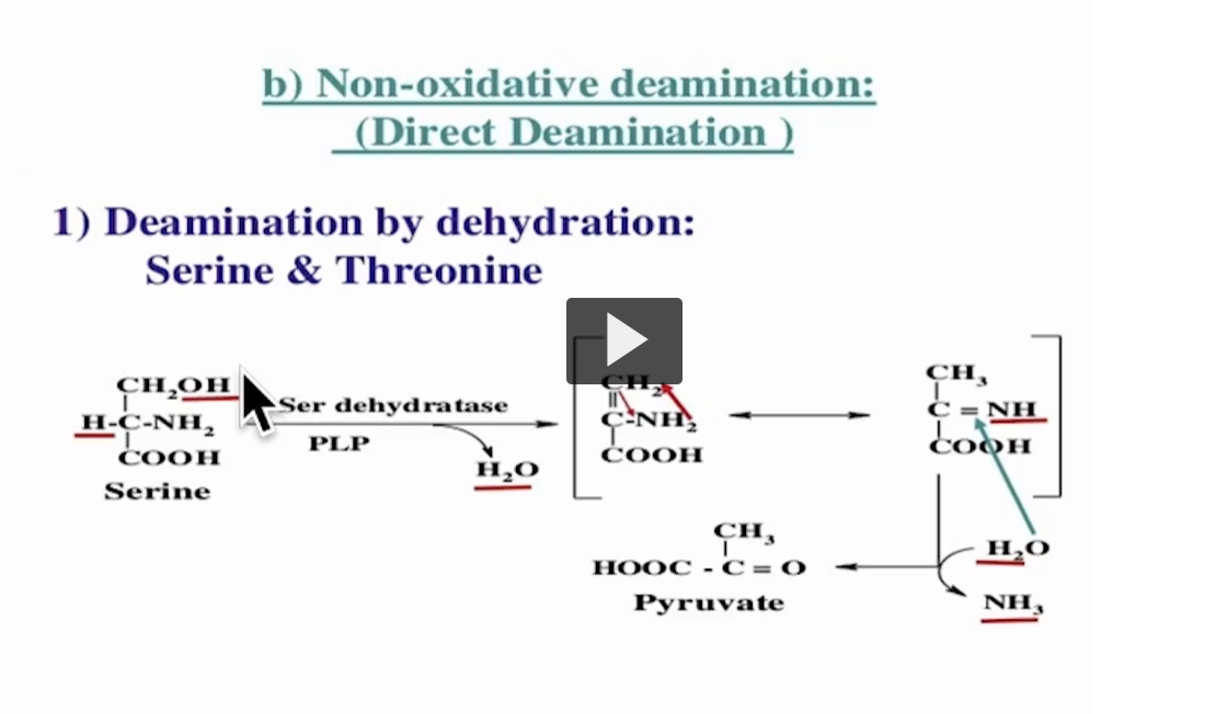 <p><strong>Non-oxidative deamination = removing NH₃ <em>without</em> using NAD⁺/NADH</strong></p><p>No redox<br>No electron transfer<br>Just <strong>rearranging + breaking bonds</strong></p><div data-type="horizontalRule"><hr></div><p>What’s special here?</p><p>Most amino acids: Transfer Nitrogen → glutamate → <strong>oxidative deamination</strong></p><p>BUT</p><p><strong>Serine & threonine can skip that </strong>(Serine and threonine can skip transamination because their side chains contain an –OH group that enables a dehydration reaction.) → they <strong>directly release NH₃</strong></p><div data-type="horizontalRule"><hr></div><p>Mechanism (this is the key)</p><p>Step <strong>1</strong>: <strong>PLP grabs the amino acid</strong></p><ul><li><p>Enzyme: <strong>serine dehydratase</strong></p></li><li><p>Cofactor: <strong>PLP (vitamin B6)</strong></p></li></ul><p>PLP stabilizes the amino group and makes the molecule reactive</p><div data-type="horizontalRule"><hr></div><p>Step 2: Dehydration (this is the weird part)</p><ul><li><p><strong>H₂O is removed</strong></p><ul><li><p>OH from side chain</p></li><li><p>H from adjacent carbon</p></li></ul></li></ul><p><span data-name="point_right" data-type="emoji">👉</span> This creates a <strong>double bond intermediate</strong></p><div data-type="horizontalRule"><hr></div><p>Step 3: Rearrangement → <u>un</u>stable intermediate</p><ul><li><p>Forms an <strong>imine-like structure (C=NH)</strong></p></li></ul><p>This is key: now the nitrogen is easier to remove</p><div data-type="horizontalRule"><hr></div><p>Step 4: NH₃ leaves: The amino group is released as <strong>NH₃</strong></p><div data-type="horizontalRule"><hr></div><p>Step 5: Final product forms</p><ul><li><p>Remaining carbon skeleton becomes: <strong>Pyruvate</strong></p></li></ul><div data-type="horizontalRule"><hr></div><p>Net reaction (super important)</p><p><strong>Serine → Pyruvate + NH₃</strong></p><div data-type="horizontalRule"><hr></div><p><span data-name="scales" data-type="emoji">⚖</span> Compare to oxidative deamination</p><table style="min-width: 75px;"><colgroup><col style="min-width: 25px;"><col style="min-width: 25px;"><col style="min-width: 25px;"></colgroup><tbody><tr><th colspan="1" rowspan="1"><p>Feature</p></th><th colspan="1" rowspan="1"><p>Oxidative</p></th><th colspan="1" rowspan="1"><p>Non-oxidative</p></th></tr><tr><td colspan="1" rowspan="1"><p>Uses NAD⁺?</p></td><td colspan="1" rowspan="1"><p><span data-name="check_mark_button" data-type="emoji">✅</span> Yes</p></td><td colspan="1" rowspan="1"><p><span data-name="cross_mark" data-type="emoji">❌</span> No</p></td></tr><tr><td colspan="1" rowspan="1"><p>Uses glutamate?</p></td><td colspan="1" rowspan="1"><p><span data-name="check_mark_button" data-type="emoji">✅</span> Yes</p></td><td colspan="1" rowspan="1"><p><span data-name="cross_mark" data-type="emoji">❌</span> No</p></td></tr><tr><td colspan="1" rowspan="1"><p>Direct NH₃ release?</p></td><td colspan="1" rowspan="1"><p><span data-name="cross_mark" data-type="emoji">❌</span> No</p></td><td colspan="1" rowspan="1"><p><span data-name="check_mark_button" data-type="emoji">✅</span> Yes</p></td></tr><tr><td colspan="1" rowspan="1"><p>Amino acids</p></td><td colspan="1" rowspan="1"><p>Most</p></td><td colspan="1" rowspan="1"><p><strong>Serine, Threonine</strong></p></td></tr></tbody></table><div data-type="horizontalRule"><hr></div><p>Intuition (easy way to remember)</p><ul><li><p><strong>Serine has –OH group</strong><br>→ That allows <strong>dehydration (loss of H₂O)</strong></p></li><li><p>Once water leaves:<br>Structure becomes unstable<br>NH₃ can leave easily</p></li></ul><p></p>