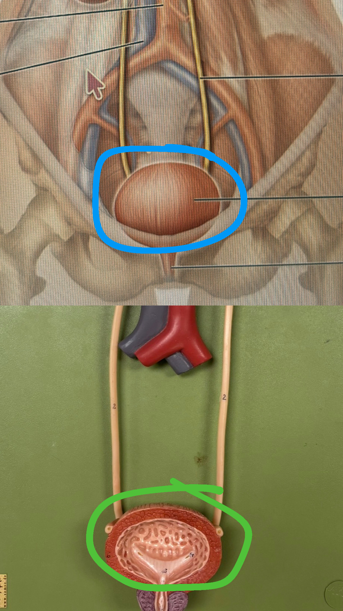 knowt flashcard image