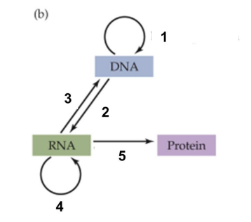 <p>flow of biological information in these routes</p><ol><li><p>replication</p></li><li><p>transcription</p></li><li><p>reverse transcription</p></li><li><p>RNA replication</p></li><li><p>translation</p></li></ol><p></p>