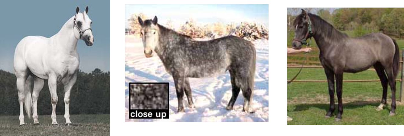 <p>Another color of white hairs mixed with a base color</p><p>Fades from a solid color at birth to white as the horse grows older</p><p>Black around eyes, ears, and muzzle</p><p></p>