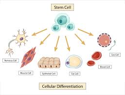 <p>What are the main roles of stem cells?</p>