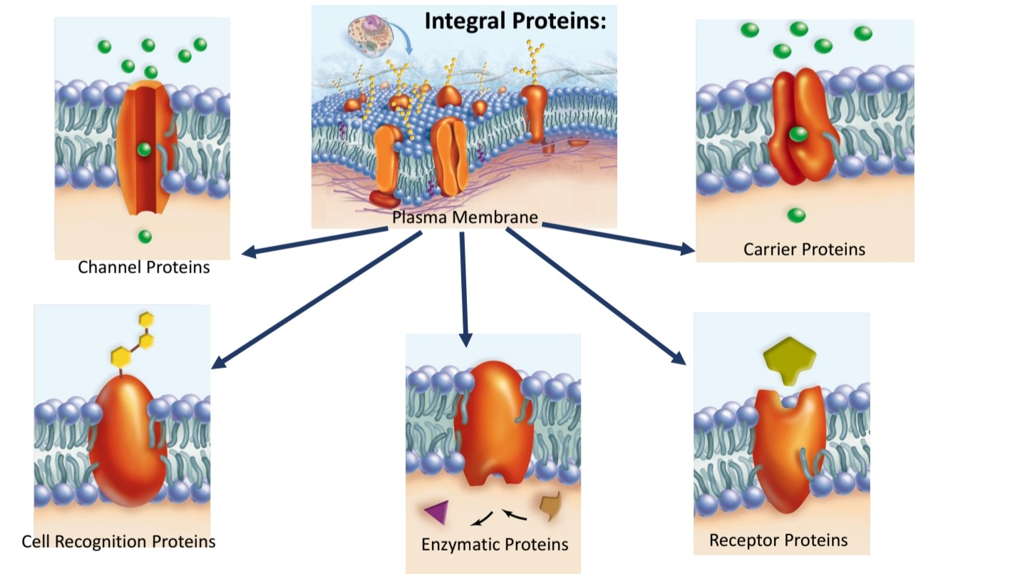 <p>What are the functions of the 5 Integral Proteins?</p>
