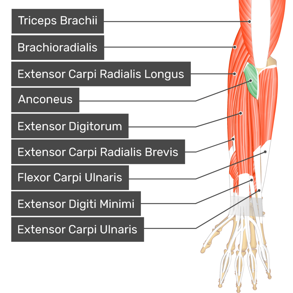 <p>Anconeus</p>