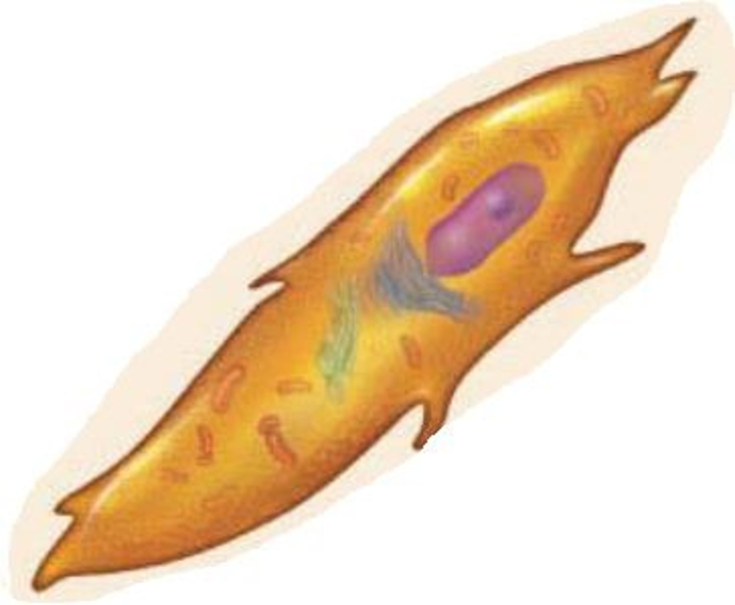 <p>Stem cells that produce osteoblasts.</p>