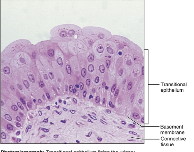 <ul><li><p>location: lines ureters, urinary bladder, part of urethra</p></li><li><p>function: stretches and permits distention of urinary organs by containing urine. </p></li></ul><p></p>