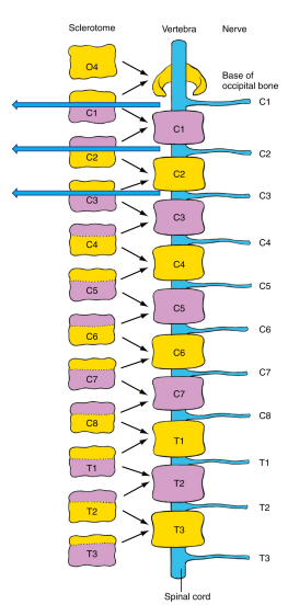<p>• Cranial half of the first cervical sclerotome fuses with the occipital bone of the skull. </p><p>• As a result, the nerve projecting to the first cervical somite is now located cranial to the first cervical vertebrae. </p>