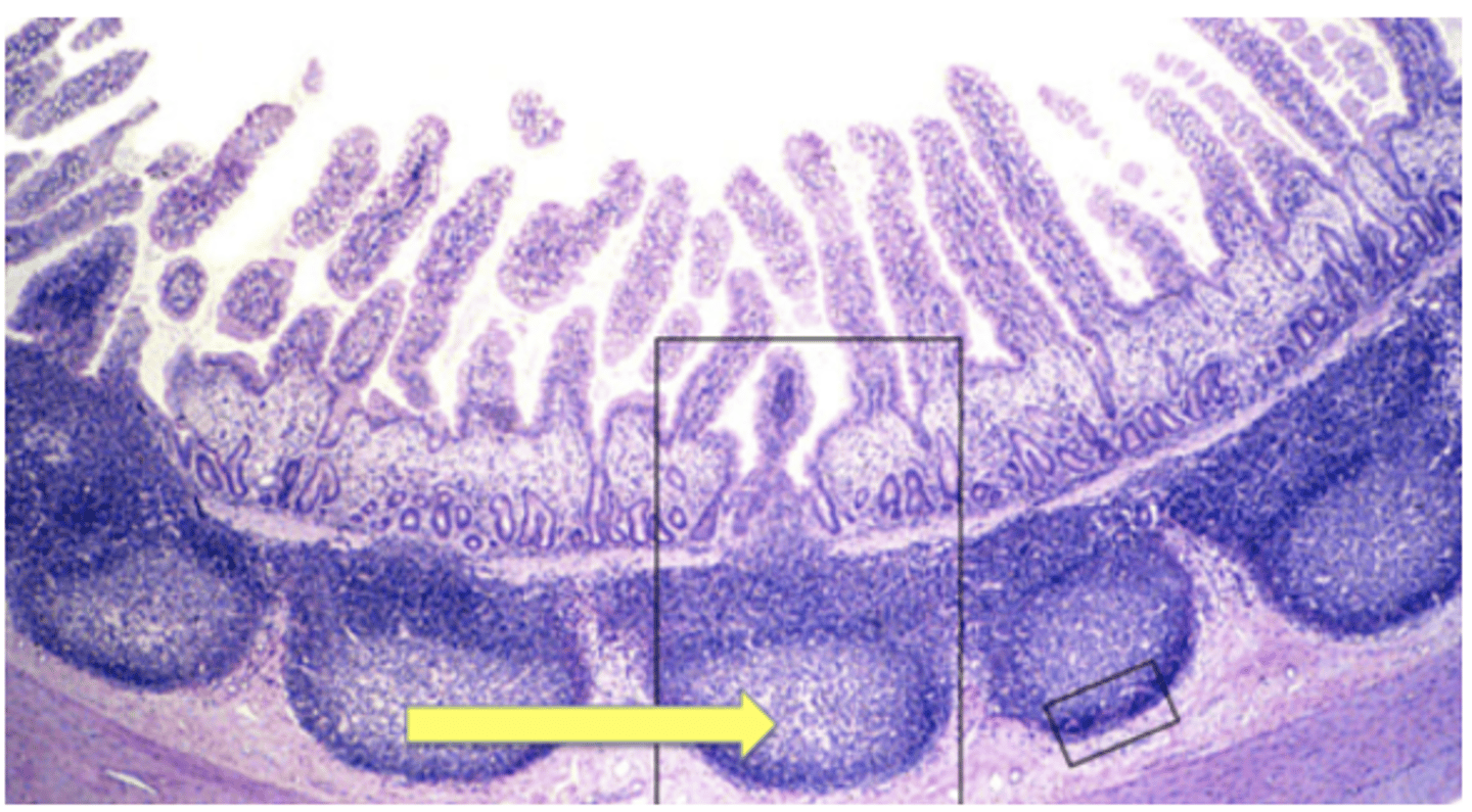 <p>Identify the structure</p>