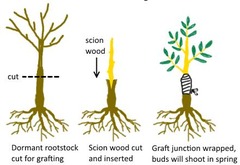 <p>Attaching the stem of one plant (scion) to another plant's root system (rootstock).</p>