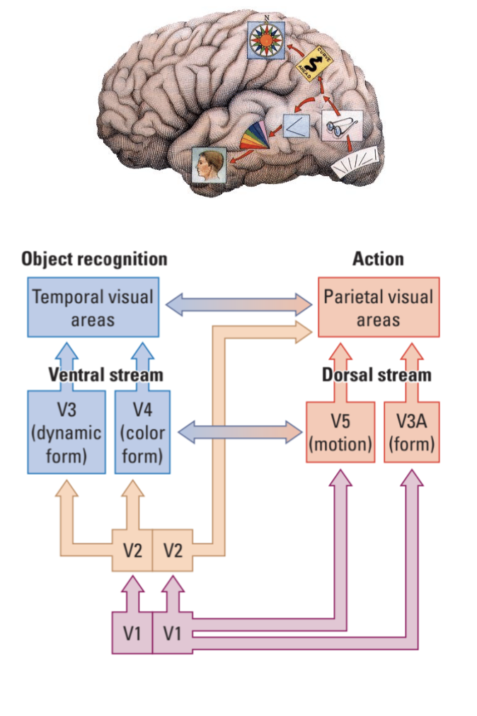 <p><u>Binocular Vision</u></p><p>Binocular Vision – <u>Static/Dynamic</u> Depth Cues from two eyes.</p><p><span style="color: rgb(245, 177, 177);">• Nonmetrical – Specialized neurons in the __ pathway categorize depth by coding near vs. far relationships without precise measurements.</span></p><p><span style="color: rgb(143, 182, 245);">• Mostly Relative Metrical – ? cells in the __ pathway process disparity with precision finer than individual photoreceptor spacing, for exact depth calculations.</span></p><p>• Gives __ depth if paired with certain other cues.</p>