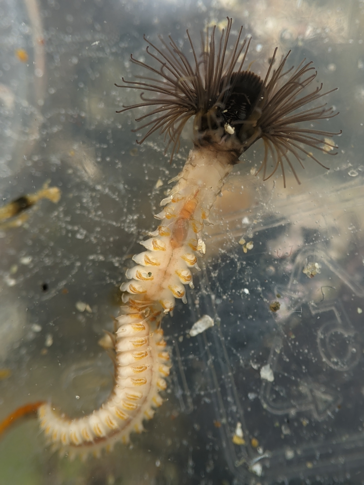 <p>California Sandcastle Worm</p>