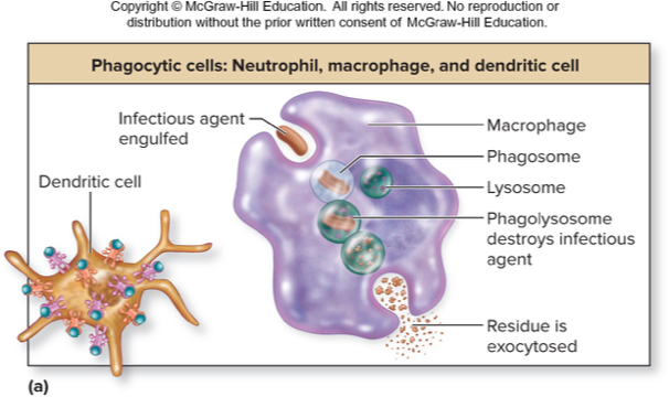 <p>Destroy engulfed particles</p><ul><li><p>Intake vesicles fuse with lysosomes, forming a <em>phagolysosome</em></p></li><li><p>Digestive enzymes break down the unwanted substances</p></li><li><p><strong>Respiratory burst</strong> produces reactive oxygen-containing molecules that help destroy the microbes</p></li><li><p>Degraded residue is released by exocytosis</p></li></ul><p></p>