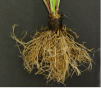 <p>type of root system?</p>