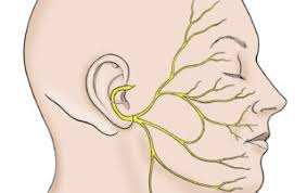 <p>Tests for CN 7 (Facial Nerve)</p>